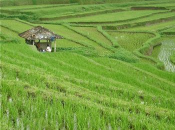 Sawah (Rice Fields)